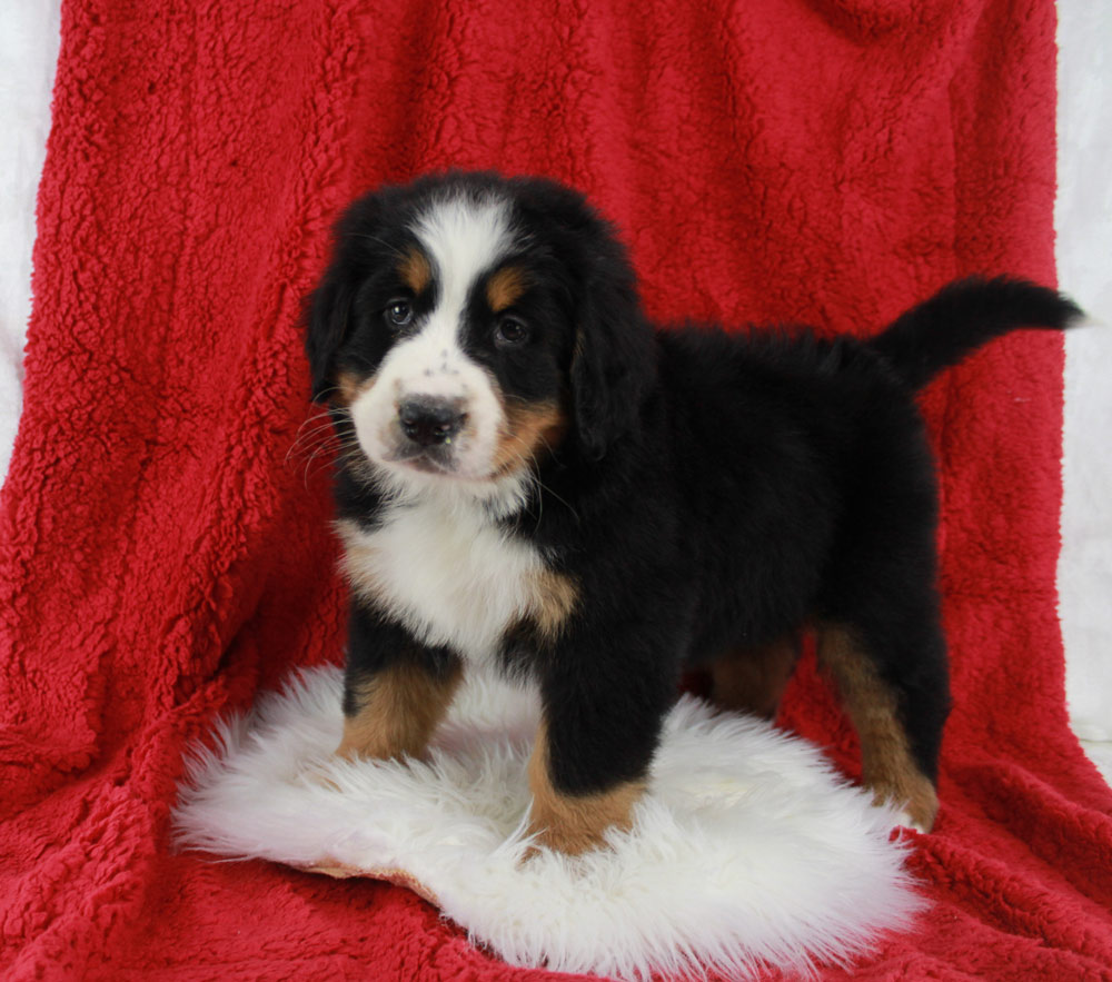 Beautiful Blue Diamond Tri Colored Bernese Pup from Aetna, Indiana.